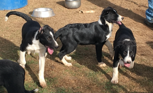 Jack, Nessy, Liz Tighe
