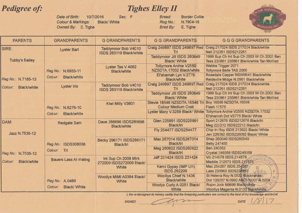 Tighes Elley II pedigree