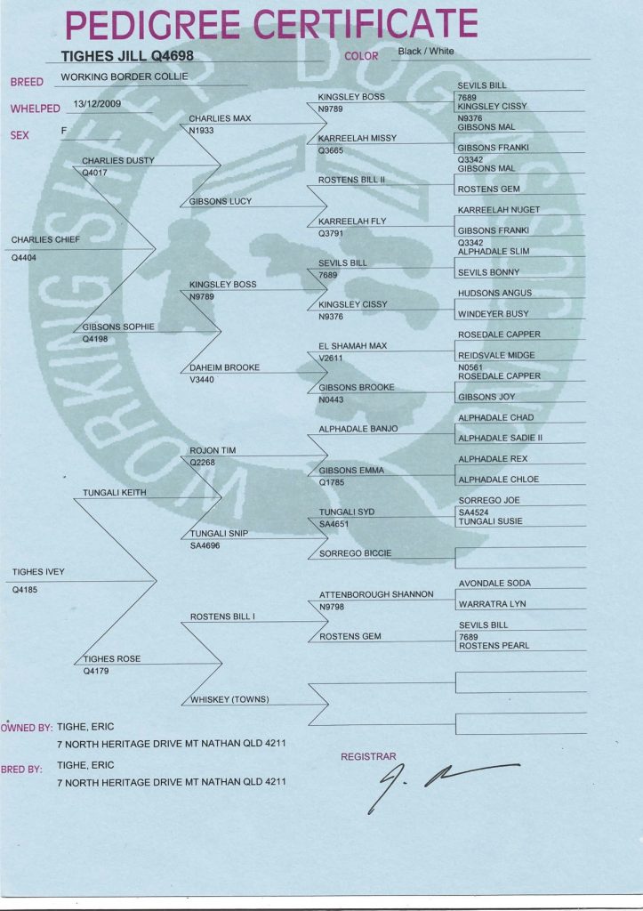 Tighes Jill pedigree