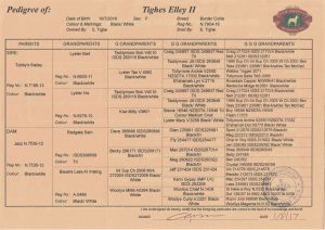 Elley II pedigree